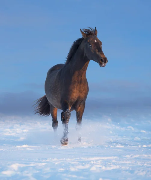 Brown horse run on the snow — Stock Photo, Image