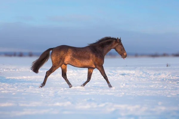 Brązowy koń uruchomić na śniegu — Zdjęcie stockowe