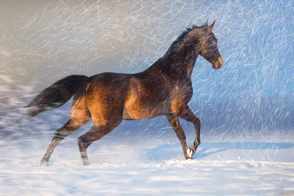 Cavalo marrom correr na neve — Fotografia de Stock