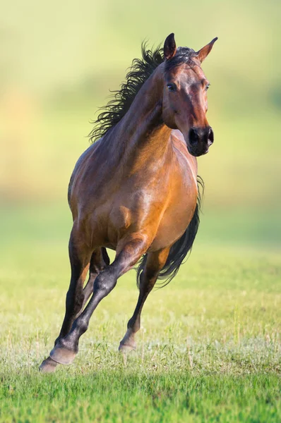 Залив лошадь бежит по зеленой траве — стоковое фото