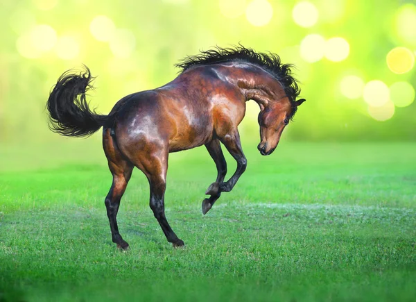 Bay cavalo corre na grama verde no fundo verde — Fotografia de Stock