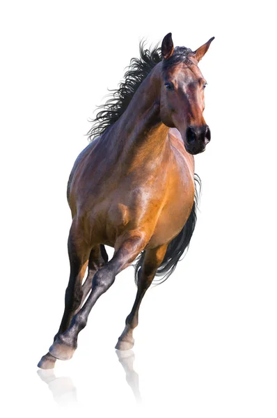 Cavalo marrom corre isolado no fundo branco — Fotografia de Stock