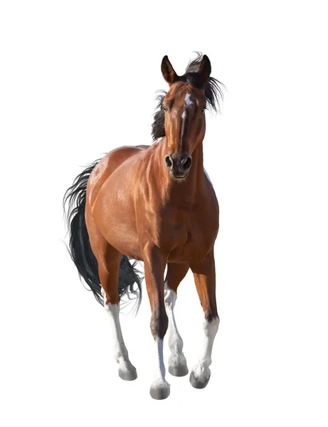 Cavallo rosso isolato su sfondo bianco — Foto Stock
