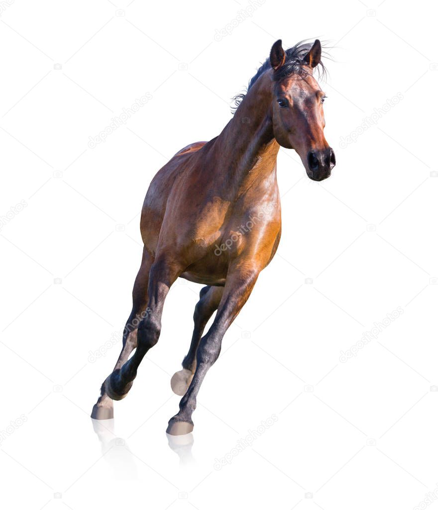 Bay horse runs isolated on white background