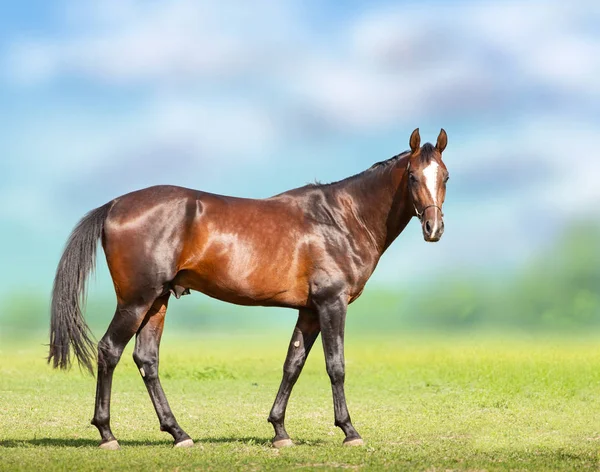Лошадь Бэй Ахал-Теке на поле боя — стоковое фото