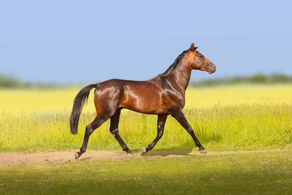 Το άλογο της Μπέι Ακχαλ-τέκε στο φόντο του γηπέδου — Φωτογραφία Αρχείου