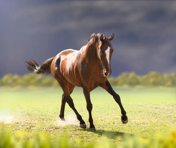 Лошадь Бэй Ахал-Теке на поле боя — стоковое фото