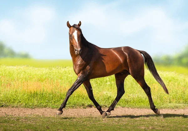 Bay Akhal-Teke horse on the field background — Stock Photo, Image