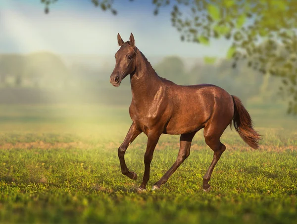 Коричневый конь бежит по полю — стоковое фото