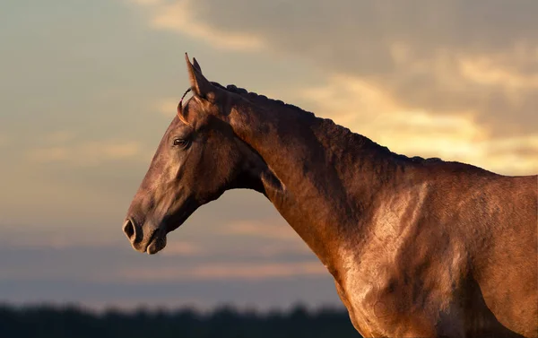 Portrait of the horse — Stock Photo, Image