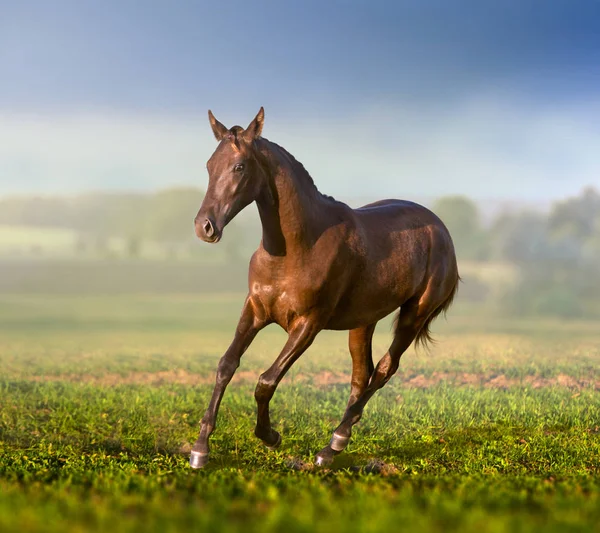 Cavalo castanho corre no campo — Fotografia de Stock