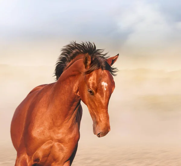 Портрет коня затоки — стокове фото