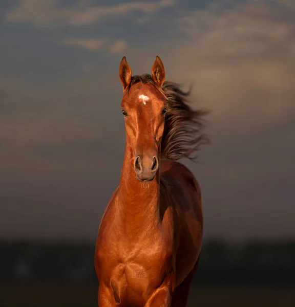 Portrait of bay horse