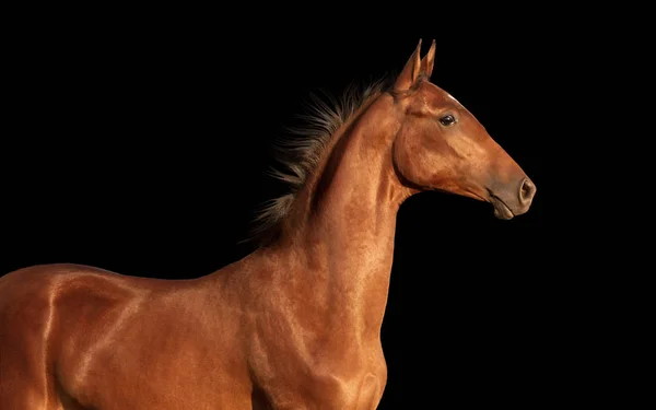 Portrait de cheval de baie isolé sur fond noir — Photo