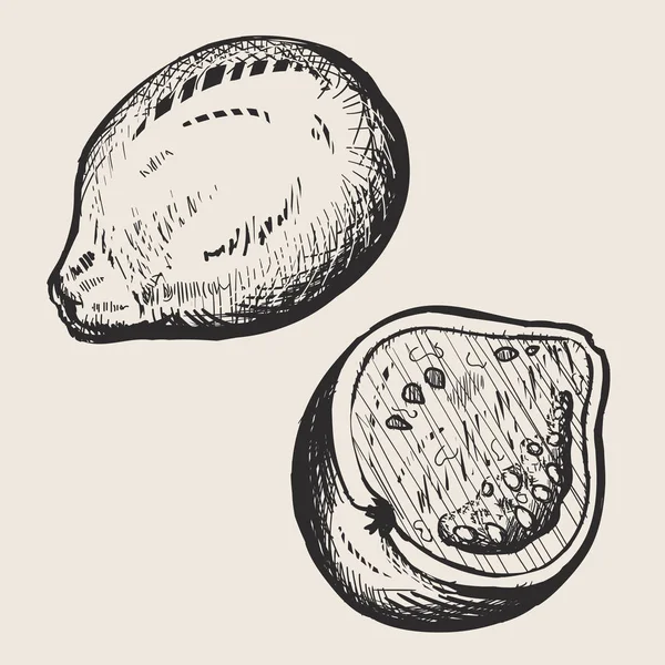 Σκίτσο Γκουάβα Φρούτο Εικονογράφηση Φορέα Που Απομονώνονται Λευκό Φόντο Βιολογικά — Διανυσματικό Αρχείο