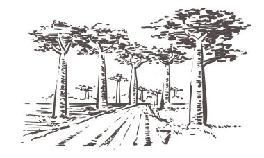 Baobab ağaçlarından geçen yol, Madagaskar. El çizilmiş Madagaskar çizim illüstrasyon.