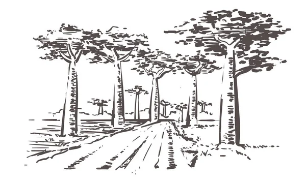 Road through baobab trees, Madagascar. Hand drawn Madagascar sketch illustration. — Stock Vector
