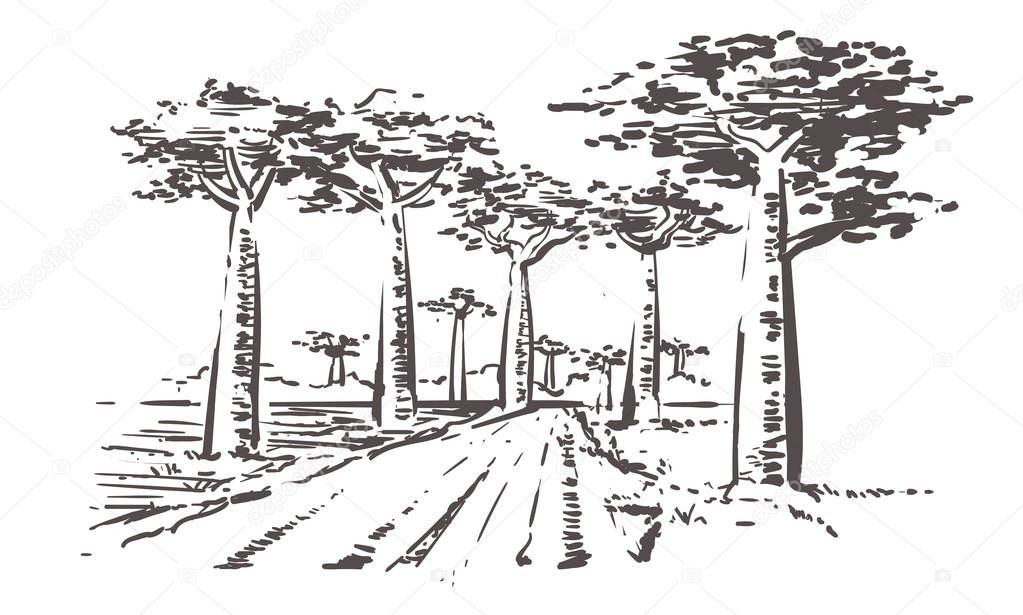 Road through baobab trees, Madagascar. Hand drawn Madagascar sketch illustration.