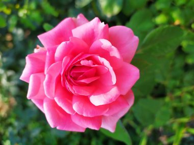 Erken bir yaz sabahı açan narin bir gül.