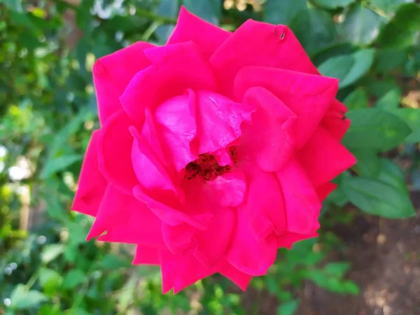 Ist Eine Große Rote Rose Die Einem Frühen Sommermorgen Blühte — Stockfoto