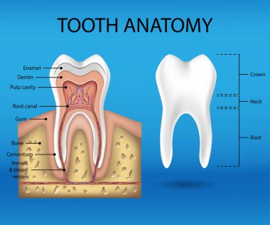 Diş anatomisi infographics. Gerçekçi beyaz diş Mockup. Diş Sağlığı kavramı. Tıbbi başlık sayfası veya poster vektör çizim
