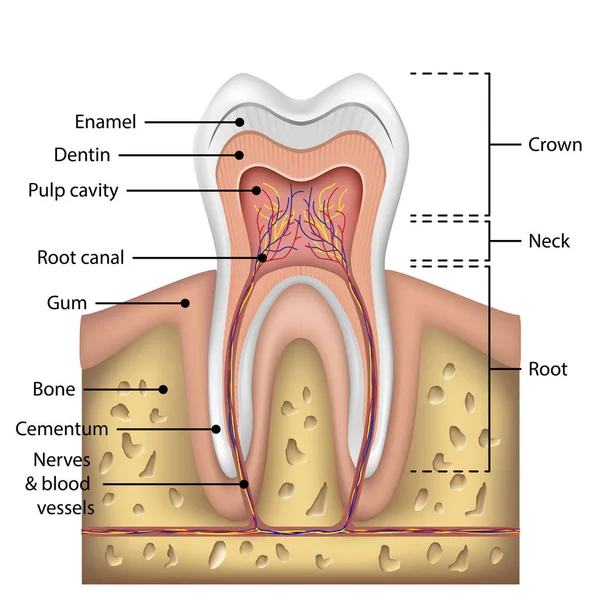 Tand anatomi infographics. Realistiska vit tand Mockup. Oral Care hälsa koncept. Medicinsk banderoll eller affisch vektorillustration — Stock vektor