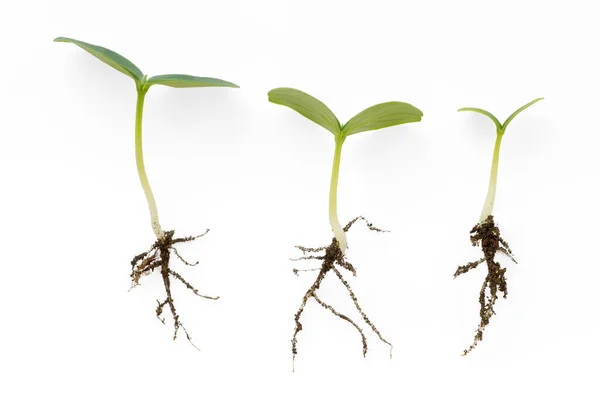 Tree Small Different Green Sprouts Isolated White Roots Visible — Stock Photo, Image