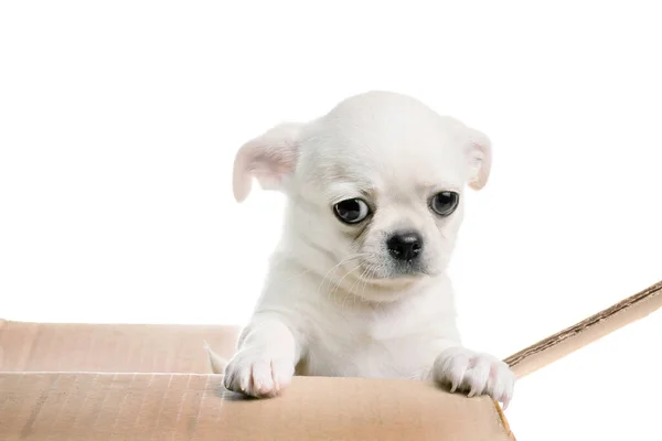 Chihuahua Szczeniak Patrząc Pudełka Odizolowane Biało — Zdjęcie stockowe