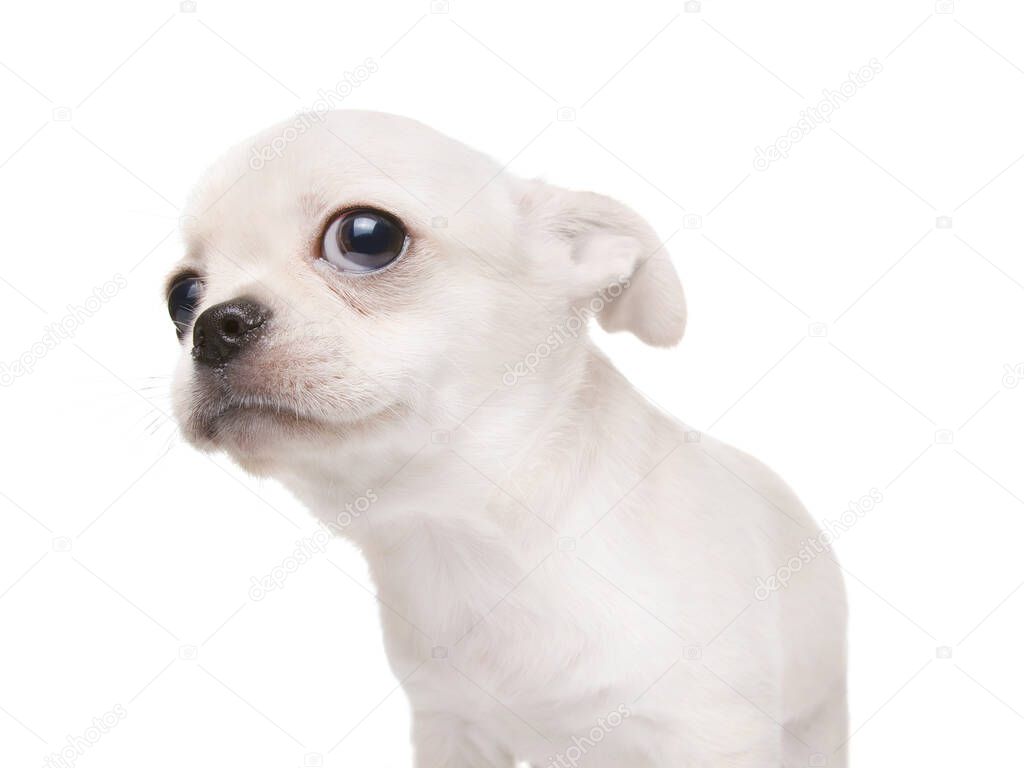 Small puppy dog looking at something. Purebred cobby type chihuahua. Isolated on white