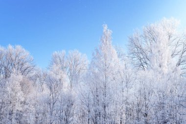 Kış orman manzarası. Güneşli bir günde mavi gökyüzüne karşı donmakta olan beyaz ağaçlar.