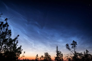 Kuzey ormanında gece. Gümüş bulutların altında ağaçların siluetleri ve derin mavi gökyüzü