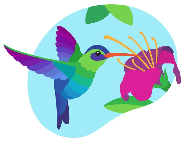 明亮的五颜六色的蓝色和绿色蜂鸟饮料花蜜在飞行从一个大的粉红色热带花在蓝天背景 — 图库矢量图片