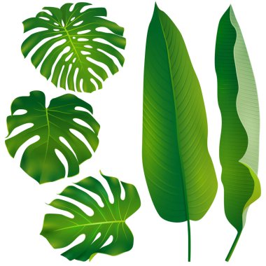 Tropikal egzotik yaprakları monstera ve palmiye yaprakları