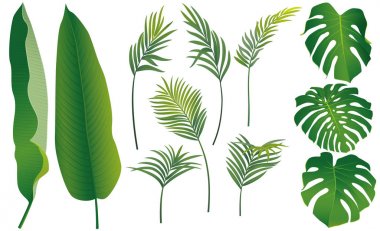 Tropikal egzotik monstera ve palmiye yaprakları beyaz arka plan üzerinde izole