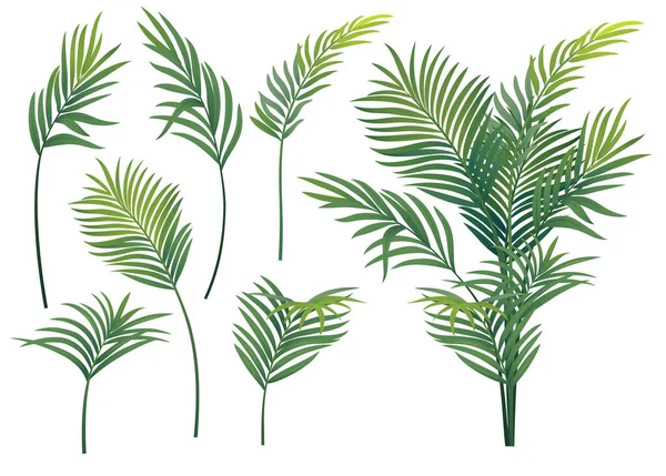 Palmera Tropical Con Hojas Tropicales Aisladas Sobre Fondo Blanco — Vector de stock