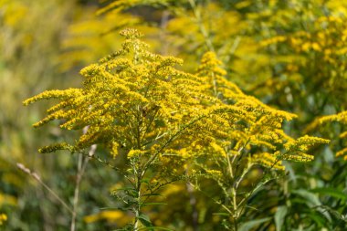 Goldenrod Solidago sahneyi zengin sarı çiçeklerle dolduruyor. Yoğun kümeler parlak bir yaz çayır manzarası oluşturur.