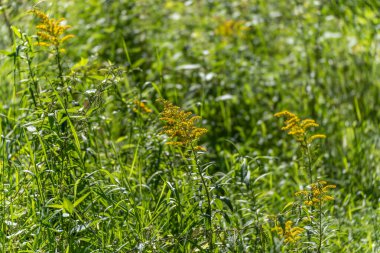 Goldenrod Solidago çimlerin arasında dimdik ayakta duruyor. Parlak sarı çiçekler yaz güneşinin altında parlıyor..