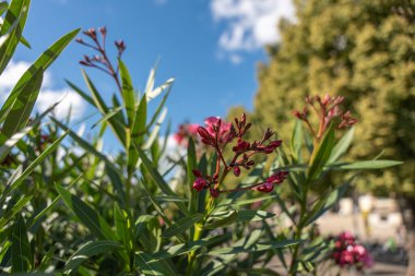 Pembe zakkum çiçekleri mavi gökyüzünün altında açılır. Bitki ağaçların önündeki gün ışığında duruyor..