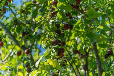 Prunus domestica koyu erikleri yapraklı dallarda bol bol asılı durur. Olgun meyveler yeşil yapraklarla çok güzel tezat oluşturuyor..