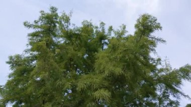 Mavi bir gökyüzünün altında meltemde sallanan bir ağaç tepesi. İğnelerin nazik hareketi bir sakinlik hissi yaratıyor..