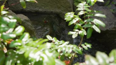 Su, yeşil yapraklar tarafından kısmen gizlenmiş kayaların arasına damlıyor. Küçük akarsu yumuşak, doğal bir akış yaratır..