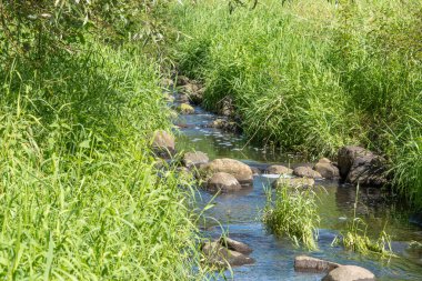 Küçük bir dere yeşil çimenler ve kayaların arasından yavaşça akar. Güneş ışığı berrak suda parıldıyor..