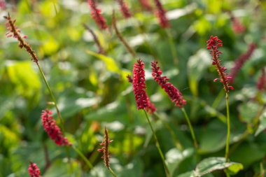 Çiçek açmış kırmızı bistort çiçekleri yemyeşil yapraklara karşı dururlar. Çivileri çarpıcı bir detay oluşturuyor..