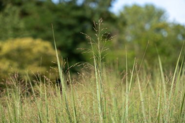 Çimenlere yakından bakınca dik yeşil saplar ve ince tohum başları görünüyor. Yumuşak bokeh arka planı havadar zarafetini arttırır..