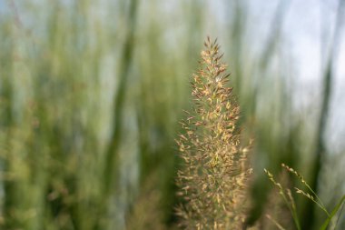Yumuşak yeşil bir arka planda tek bir çimen çivisi göze çarpıyor. Sıcak güneş ışığı onun hassas detaylarını vurguluyor..