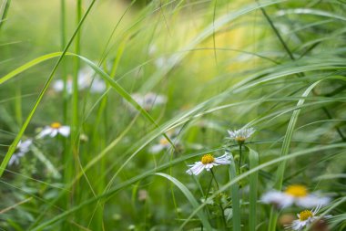Uzun yeşil otların arasında küçük vahşi asterler çiçek açar. Narin beyaz yaprakları ve sarı merkezleri bıçakların arasından bakıyor..