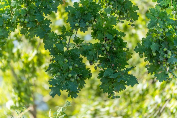 Yeşil meşe yaprakları meşe palamudu kümeleriyle ağırlaşır. Güneş ışığı yeşilliğin dokusunu vurgular.