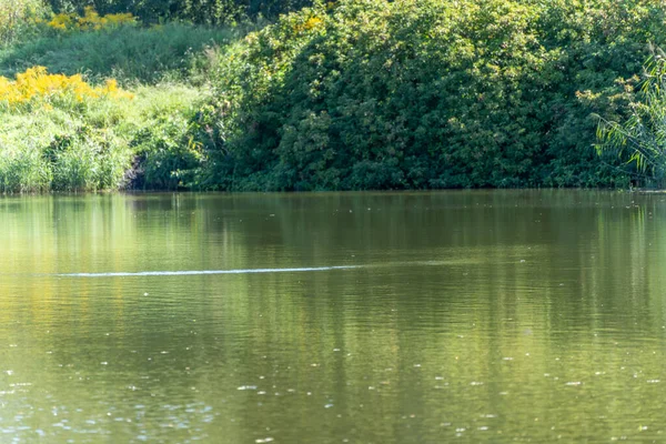 Gölün sakin suyu kıyıdaki yeşil çalıları yansıtır. Sarı çiçekler arka plana renk ekler.