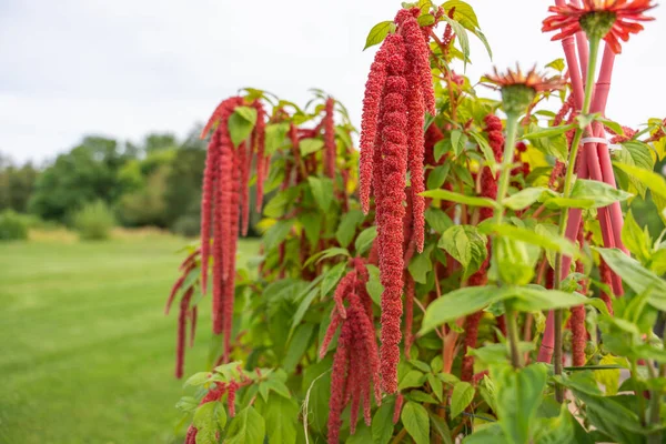 Uzun kırmızı püsküllü bir grup Amaranthus bitkisi çerçeveyi doldurur. Çiçekler uzun ve gösterişli.