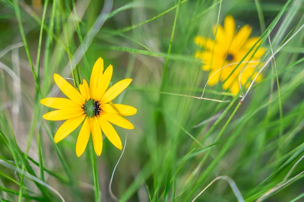 Narin sarı papatya benzeri bir çiçek uzun otları dikizler. Taze yaprakları yeşil bıçaklarla çok güzel zıtlaşır..